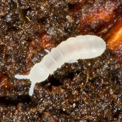 Deuteraphorura inermis